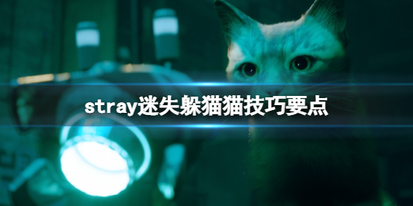 《stray》躲猫猫奖杯怎么获得